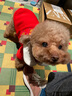 喵先生寵物狗狗衣服小型犬泰迪衣服冬季貓咪狗衣服小狗衣服透氣兩腳衛衣 平安暴富款L碼建議 （8-10斤） 曬單實(shí)拍圖