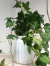 行湘九里香水培綠植桌面綠植盆栽盆景+白色南瓜塑料吸水盆 源頭直發(fā) 曬單實(shí)拍圖