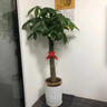 雙盟發(fā)財樹(shù)盆栽好養綠植招財喬遷開(kāi)業(yè)辮子1.6-1.7m金邊飛絲盆源頭直發(fā) 曬單實(shí)拍圖
