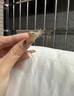 進(jìn)口加拿大200s鵝絨被95白鵝絨全棉朗高聯(lián)名加厚保暖羽絨被芯被子 天鵝頌-珍珠白【順豐+除菌發(fā)貨】 150*200cm【6斤】秋冬款 曬單實(shí)拍圖
