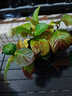 新品卡亞塔三角梅盆栽帶花苞室內花卉植物陽(yáng)臺老樁特大苗四季開(kāi)花 卡亞塔中苗30cm高 曬單實(shí)拍圖