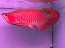 金龍魚(yú)活魚(yú)幼苗龍魚(yú)觀(guān)賞魚(yú)練手過(guò)背印尼辣椒血紅龍魚(yú)苗小高背龍魚(yú) AAAAA金頭過(guò)背金龍 27-30CM（芯片證書(shū)齊全） 曬單實(shí)拍圖