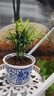 意軒小椰子樹 袖珍花椰子 盆栽水培土培袖珍椰子花卉綠植植物盆栽 袖珍椰子帶簡易盆帶盆帶土發(fā)貨 不含盆 曬單實拍圖