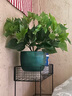 雙盟仿真綠蘿葉盆栽假花人造綠植室內假植物裝飾塑料花卉桌面羅馬墨綠 曬單實(shí)拍圖