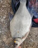 魚(yú)誘鳊魚(yú)專(zhuān)用餌料小藥鳊魚(yú)聞味來(lái)攻野釣黑坑水庫新手也不空軍誘魚(yú)小藥 一瓶【體驗裝】 曬單實(shí)拍圖