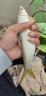 小鳳仙輕量碳素炮臺支架回彈頭釣魚(yú)手竿支架黑坑競技架竿魚(yú)竿支架釣魚(yú)0.8m 競技支架+羊角支架頭黑坑競技支架 曬單實(shí)拍圖