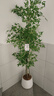臨雅南天竹仿真綠植室內大型盆栽高端輕奢假花樹(shù)客廳仿生植物落地擺件 1.8米丨四桿南天竹+半圓形白盆 曬單實(shí)拍圖