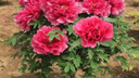 花俊牡丹花樹(shù)苗四季開(kāi)花洛陽(yáng)正宗牡丹花苗大苗獨(dú)桿樹(shù)狀牡丹花樹(shù)庭院 花王經(jīng)典 4年苗叢生5分支 曬單實(shí)拍圖