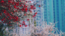 索尼（SONY）增距鏡  長(zhǎng)焦鏡頭原裝 增倍鏡 SEL14TC   SEL20TC SEL20TC 2倍增倍鏡 曬單實(shí)拍圖
