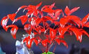 京悠雨德國(guó)品質(zhì)火焰南天竹盆栽紅葉植物觀葉盆景室內(nèi)耐寒年宵花卉辦公室 火焰南天竹+歡喜陶瓷盆(送復(fù)古底座+鋪面石) 【紅 帶盆栽好 曬單實(shí)拍圖