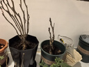 臨雅牡丹花苗正宗山東菏澤洛陽芍藥鮮花大苗室外盆栽重瓣觀賞樹苗花卉 牡丹花王大苗 曬單實拍圖