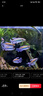 剛果美人魚(yú)霓虹魚(yú)石美人群游扯旗全公草缸群游中小型熱帶觀(guān)賞活體 （發(fā)色公魚(yú)）剛果4.5-5.5厘米5條 曬單實(shí)拍圖