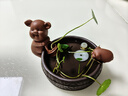 茶寵豬可養(yǎng)招財(cái)紫砂小豬茶玩牛精品小號(hào)創(chuàng)意功夫茶金魚(yú)茶盤小擺件 盆滿缽滿（不含綠植跟石頭） 曬單實(shí)拍圖