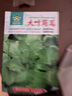 原起點(diǎn)大葉小葉茼蒿種子種籽皇帝菜秋冬冬季籽種蔬菜孑菜籽茼蒿菜種青菜 (精選良種)大葉茼蒿10g原裝 曬單實(shí)拍圖