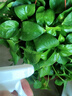 免稀釋植物營養(yǎng)液通用型盆栽肥料室內綠植發(fā)財樹養(yǎng)花卉葉面噴施肥 植物通用免稀釋營養(yǎng)液510ml 曬單實拍圖