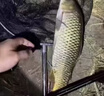 釣魚(yú)神器黑科技超聲波誘魚(yú)漂立式電子漂鯽魚(yú)鯉魚(yú)鰱鳙黑坑野釣通殺 超聲波誘魚(yú)漂【一支】 曬單實(shí)拍圖