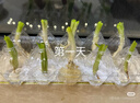 京譽(yù)四季小香蔥紅蔥頭盆栽火蔥四季蔥榨蔥油蔥頭香蔥根苗蔥頭食用本地 4斤蔥頭 曬單實(shí)拍圖