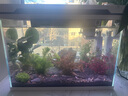 長(cháng)銳生態(tài)智能魚(yú)缸一體式免安裝 恒溫除菌免換水 超白玻璃自動(dòng)喂食 DY460魚(yú)缸+真水草景 曬單實(shí)拍圖