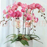 蝴蝶蘭花苗帶花劍盆栽蘭花大苗客廳室內(nèi)植物花卉四季好養(yǎng)活不帶花 橙心美人 5年帶花劍發(fā)貨 曬單實拍圖
