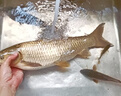 霸統(tǒng)主攻草魚專用小藥黑坑釣魚水庫野釣誘食劑沾泡顆粒玉米餌料添加劑 草魚克星+草魚速誘+水蜜桃 曬單實拍圖
