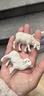 興屹仿真綿羊微景觀桌面動物小羊模型擺件盆景飾品樹脂工藝品裝飾擺設(shè) 組合二(A款+C款綿羊 曬單實拍圖