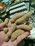 文枝云南特產(chǎn)新鮮野生大甜角孕婦水果甜酸角酸甜豆角酸棗糕3斤裝 大甜酸角3斤【酸甜開胃】 曬單實拍圖