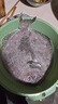 鮮又來(lái)多寶魚(yú)比目魚(yú)海鮮鮮活冷凍新鮮石斑魚(yú)深海魚(yú)鮮活鰈魚(yú)海鮮魚(yú) 350g 每條 簡(jiǎn)裝 2條 曬單實(shí)拍圖
