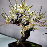 旺之春紅梅濃香型臘梅花樹(shù)苗室內(nèi)盆栽紅梅花苗綠梅花苗臘梅冬季花卉植物 8年綠梅（當(dāng)年開(kāi)花）實(shí)物挑選 曬單實(shí)拍圖