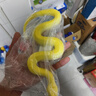 靈潁仿真硅膠竹葉青五步蛇玩具模型軟膠眼鏡蛇動物響尾蛇超長嚇人整蠱 金色[黃金蟒蛇]75厘米_Q彈軟 曬單實拍圖
