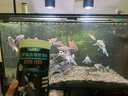 繪彩繪彩吉羅魚(yú)飼料高蛋白藍紅金彩虹吉羅魚(yú)食下沉型吉羅增艷專(zhuān)用魚(yú)糧 曜色靚鱗4mm1500G下沉型 曬單實(shí)拍圖