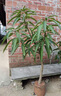 廣西芒果樹(shù)苗金煌桂七貴妃四季芒果苗樹(shù)嫁接帶土盆栽陽(yáng)臺南方種植 金煌芒 五年苗 曬單實(shí)拍圖