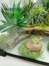 BARBAROUS GROWTH玻璃爬缸蜥蜴蛇甲蟲烏龜陸龜爬寵爬蟲角蛙飼養(yǎng)箱盒專用缸爬寵飼養(yǎng) BT-10(50*30*25)【磁吸不跑蛇】 曬單實拍圖