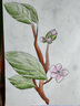 She's茜子春天的卡美伊原創(chuàng)浪漫玫瑰花朵馬尾橫夾盤發(fā)夾發(fā)飾生日禮物女 水晶藍(lán)白C0 曬單實(shí)拍圖