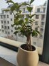 八芽茉莉花盆栽植物濃香型室內(nèi)花卉辦公室桌面陽臺好養(yǎng)四季開花綠植 茉莉花-斜口盆 帶盆栽好 曬單實拍圖