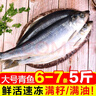 東北沙丁魚(yú)冷凍無(wú)冰大青魚(yú)特產(chǎn)傳統年貨沙丁鯡魚(yú)青占魚(yú)海鮮魚(yú)新鮮 凈重5斤共9-10條（帶籽帶油） 曬單實(shí)拍圖
