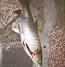 霸統(tǒng)主攻草魚專用小藥黑坑釣魚水庫野釣誘食劑沾泡顆粒玉米餌料添加劑 草魚克星+草魚速誘+水蜜桃 曬單實拍圖