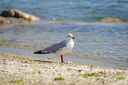 騰龍（Tamron）A058 35-150mm F/2-2.8人像風(fēng)光旅游35-150全畫幅微單鏡頭35150 索尼FE卡口 套餐一【送UV大禮包+騰龍CPL偏振鏡+腳架環(huán)】 曬單實拍圖
