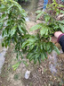 臨雅荔枝樹(shù)苗無(wú)核桂味果樹(shù)盆栽妃子笑嫁接水果樹(shù)苗糯米糍果苗仙進(jìn)奉 無(wú)核+妃子笑+桂味各1棵(60-80cm) 曬單實(shí)拍圖