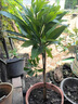 臺(tái)灣雞蛋果樹嫁接耀堂仙桃AL羅斯果木瓜仙桃四季開花結(jié)果盆栽地栽 雞蛋果 三年苗 曬單實(shí)拍圖