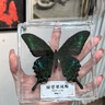 蒲戀真蝴蝶標(biāo)本已展翅高清透明盒裝教學(xué)用品 拍攝道具創(chuàng)意手工diy裝飾 夏型大綠帶翠鳳蝶 【送高清透明盒+蝴蝶標(biāo)簽】 曬單實(shí)拍圖