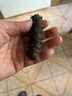 東上御品 海兔 筆管魚(yú) 滿(mǎn)籽海兔子帶籽≥99% 烏青島海鮮火鍋燒烤食材 生凍筆管魚(yú) 2斤(凈重) 曬單實(shí)拍圖
