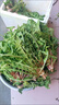 茗君鮮蒲公英野菜新鮮的現挖婆婆丁花葉草苗東北蘸醬菜野生苦菜煮泡水喝 4斤蒲公英 曬單實(shí)拍圖