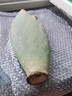 春枝韻食用米邦塔仙人掌藥用外敷消腫內(nèi)服美容種植嫁接大黃刺仙人掌多肉 大片1棵【食用外敷觀賞】 曬單實(shí)拍圖