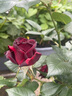 京悠雨黑巴克玫瑰花苗月季花苗四季開(kāi)花帶花苞盆栽老樁樹(shù)苗玫瑰花種花卉 【云南老樁】黑巴克3顆 曬單實(shí)拍圖