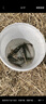戰流逗釣泡沫餌釣魚(yú)浮水珠珠餌料傳統釣野釣鯽魚(yú)鯉魚(yú)浮力顆粒假餌魚(yú)餌 逗釣泡沫-腥香 1瓶 曬單實(shí)拍圖