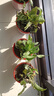 美外綠蘿盆栽室內植物綠植水培長(cháng)藤垂吊大葉綠籮陽(yáng)臺 11O#原裝盆綠蘿拖盤(pán)10盆+4肥 曬單實(shí)拍圖