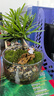 丘辰苔蘚微景觀生態(tài)瓶diy辦公室內(nèi)綠植盆栽桌面創(chuàng)意擺件男女生日禮物 丘山 曬單實拍圖