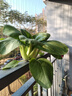 壽禾油菜種子矮腳上海青梗菜蔬菜小白菜快菜秋季壽光蔬種籽四季青菜 濰豐上海青種子5g約1500粒 曬單實拍圖