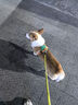 BeauGo狗狗胸背帶狗衣服小型犬牽引繩大型犬狗繩狗背帶狗狗牽引繩 半島綠 M碼    胸圍54-65cm體重9-15KG 曬單實(shí)拍圖