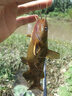 老鬼（OLDGHOST） 老鬼918魚(yú)餌料2號3#釣餌速功魚(yú)料秋冬季野釣鯽魚(yú)鯉魚(yú)配方腥味 【單包】九一八腥版300g 曬單實(shí)拍圖